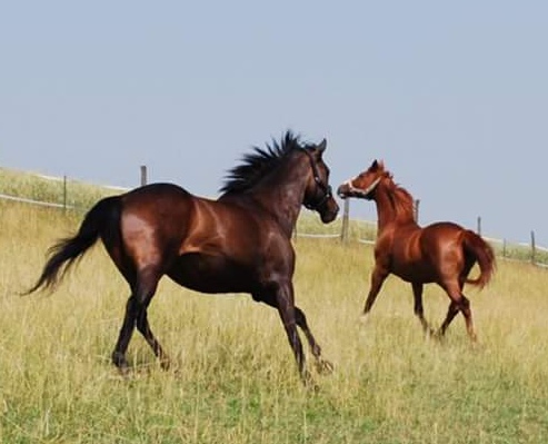Ganzheitliche Veterinärmedizin und gezieltes Bewegungstraining führen zu einem gesunden und leistungsfähigen Pferdekörper!