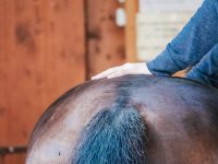 Chiropraktik und Osteopathie für Pferde